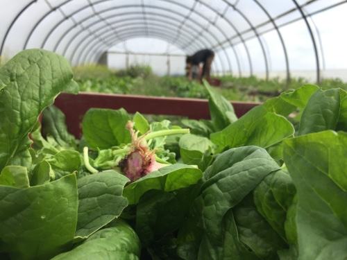 Close-up of a (spinach/salad) field, in a green-house