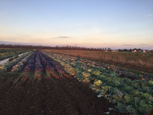 Field outside